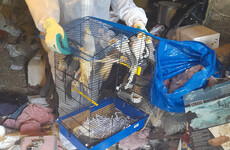 Over 120 birds rescued from ‘deplorable’ hoarding situation in the midlands