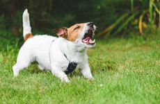 Dog behaviourist: What should you do if a dog gets aggressive?