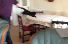 VIDEO: Cat learns never to trust a tablecloth