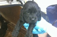 Puppy Fund for rescued dogs raises over €7,000 in three days