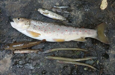 Inland Fisheries Ireland continuing investigation into 5,000 fish killed by pollution in Cork