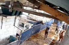 Horse Racing Ireland 'shocked and appalled' at abuses exposed in Ireland's only horse abattoir