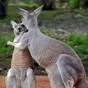It's Friday so here's a slideshow of kangaroos from around the world