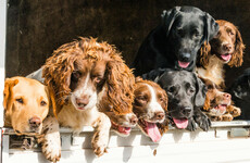 Sitdown Sunday: Would you clone your dog?