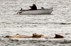 The curious case of the swimming Scottish cows