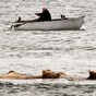 The curious case of the swimming Scottish cows