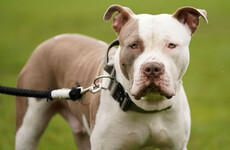 Gardaí seek order for destruction of XL bully dog after reports of it biting members of public