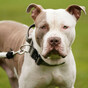 Gardaí seek order for destruction of XL bully dog after reports of it biting members of public