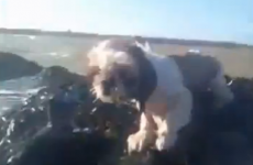 VIDEO: Puppy rescued from rising tide by paddle boarder