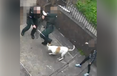 PSNI officer injured after being attacked by dog in north Belfast