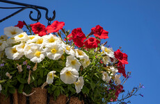 Woman ordered to pay fine after device used to track stolen flower baskets to her home