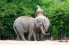 Dublin Zoo ‘heartbroken’ after two Asian elephants die from the same disease within a week