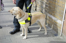 Dealz ordered to pay €7,000 to a blind Paralympian whose guide dog was refused entry