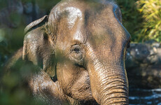 Third elephant at Dublin Zoo contracts deadly virus that killed two other elephants last week