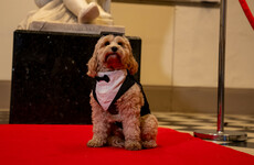 Over 20 ‘gradupets’ take part in pet graduation ceremony at Queen’s University Belfast