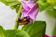 'Bees don't have umbrellas': Why you may notice fewer bees around this summer (and next)