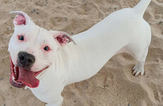 ISPCA concerned over dog abandonment with new legislation banning XL Bully dogs