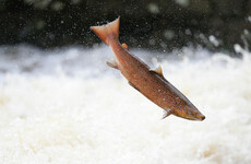 Inland Fisheries Ireland investigating deaths of around 850 wild Atlantic salmon in Sligo river
