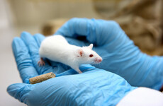 Study of drug extending the lifespan of mice may point to possibility of human use