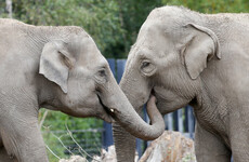 Fourth elephant tests positive for virus that killed two elephants in zoo