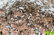 Flying ants take to the sky for another year as part of their 'nuptial flight'