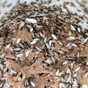 Flying ants take to the sky for another year as part of their 'nuptial flight'