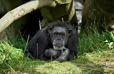 Betty the chimpanzee, Dublin Zoo's longest-standing resident, dies at 62
