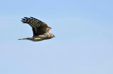 Ciaran Brennan: The plan to save the Hen Harrier should be the blueprint for wider restoration