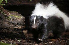 Costumed girl shot by relative after she is mistaken for skunk