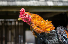 Investigation after 15 dead roosters found at house following suspected cockfighting event