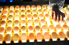Salmonella risk warning as five cases linked to consumption of duck eggs recorded in past year
