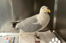 Croke Park gull that made on-field cameo in All-Ireland final doing ‘very well’ after rescue