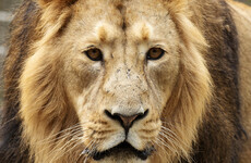 A new male Asian lion has arrived at Dublin Zoo as part of a breeding plan