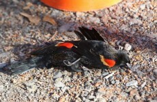 Another 500 dead birds fall from US skies