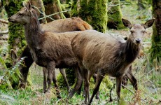 Deenihan bans hunting of Kerry red deer