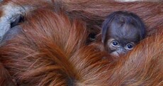 7 reasons why you should look at this baby orangutan