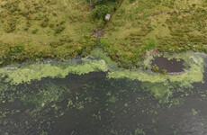 Bacteria from livestock waste and human effluent discovered in Lough Neagh, study finds
