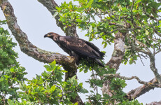 Four White-tailed Eagle chicks released at Killarney National Park