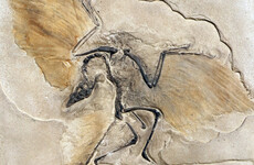 Factcheck: Despite creationist claims, there are many ‘transitional links’ in the fossil record