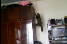 Epic video of cats getting into scrapes