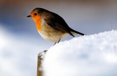 Snowfall and icy conditions predicted by weekend