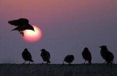 Now birds are falling from the sky in Sweden