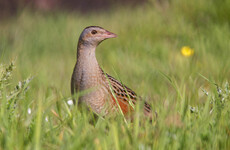 Conservation efforts see highest number of corncrake territories recorded in 25 years