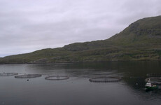 IFI not notified of significant farmed salmon escape in Co Galway within mandatory 24-hour period