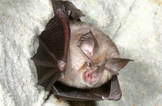 Clare County Council stalls Clare GAA planning proposal over concern for protected bat species