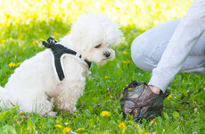 Number of fines issued for dog fouling last year fell by 56%