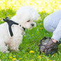 Number of fines issued for dog fouling last year fell by 56%