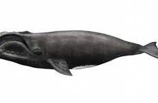 Near-extinct North Atlantic Right Whale spotted off Donegal coast