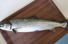 IFI warns Killary Harbour salmon escape poses ‘significant risk to wild Atlantic salmon’