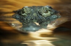 Snakes, sharks and crocs: the hidden dangers of the Oz floods